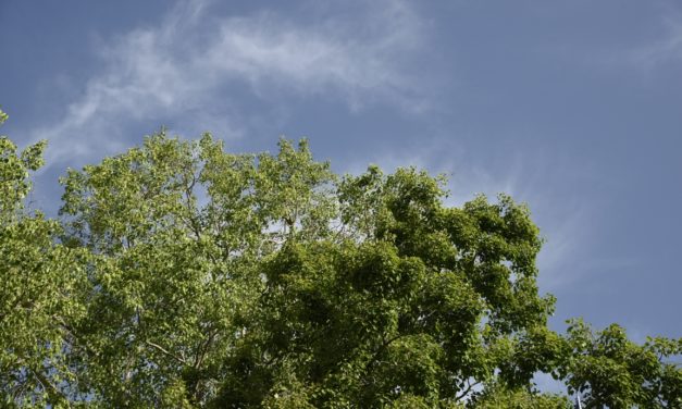 ශ්රී මහා බෝධීන්වහන්සේ